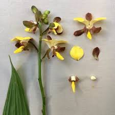 Image result for Eulophia streptopetala