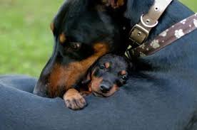 Black And Brown Wiener Dog Puppy Loving Doberman With It S Baby Priceless Pic I Saw A Doberman Today I Was Told It Was Not A Doberman But A Rottweiler It Puppy Hug Dog Lovers Doberman