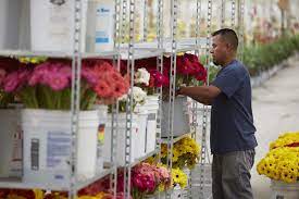 Harvesting Gerbera Daisies Is Done Daily At Dramm Echter Americangrown Cagrown Ubloom Drammandechter Gerbera Daisy Spray Roses Gerbera