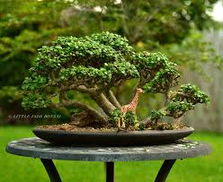 Maybe you would like to learn more about one of these? Portulacaria Afra Dwarf Jade Bonsai Tree Forest By Little Jade Bonsai Jade Bonsai Bonsai Forest Bonsai Tree For Beginners