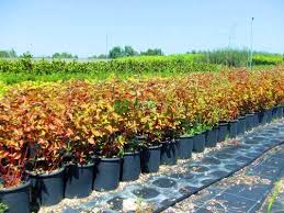 Maybe you would like to learn more about one of these? Red Twig Dogwood Redosier Dogwood Red Osier Dogwood Kelseyi Cornus Sericea Kelseyi Cornaceae Sms Marmara Group