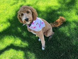 🐾breeder of unique doodles with amazing markings 🐾bernedoodles, sheepadoodles, goldendoodles, & more www.poodles2doodles.com. What Do You Get When You Cross A Doodle And An Unwich