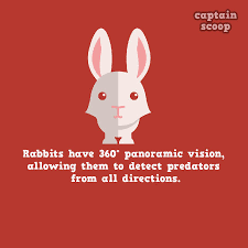 It sleeps for up to 18 hours a day. 15 Amazing Facts You Never Know About Animals Reckon Talk