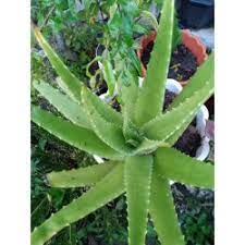 Entdecke rezepte, einrichtungsideen, stilinterpretationen und andere ideen zum ausprobieren. Jual Lidah Buaya Di Sumatera Utara Harga Terbaru 2021