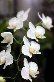 Pin On Orquideas