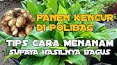 Khasiat daun sirsak untuk mengatasi hama wereng | baca 2 tips ini. Pokok Cekur Episod 42 Mengejutkan Manfaat Pokok Cekur Youtube