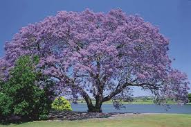 Image result for Jacaranda mimosifolia