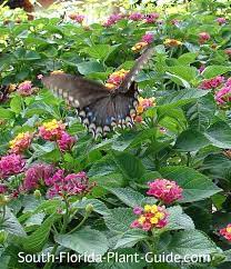 South florida flowers that attract butterflies. Butterfly Gardening For South Florida