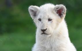 Maybe you would like to learn more about one of these? White Lion Hd Wallpapers Background Images