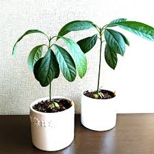 元気がない アボカドの木 を一回り大きな植木鉢に鉢増しで植え替え 鈴木ややブログ