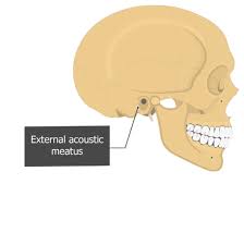 Meatus Anatomy Definition Anatomy Drawing Diagram