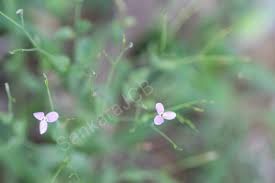 Image result for Canscora diffusa