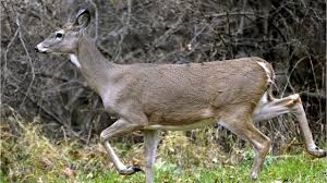 Ldwf Makes Chronic Wasting Disease Testing Service Available To Hunters