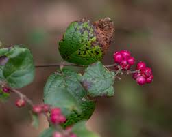 Image result for Caprifoliaceae