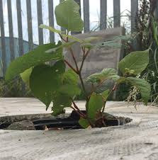 Identification of japanese knotweed is often difficult as its appearance is very similar to other plants such as common lilac, dogwood, bindweed and several. Japanese Knotweed Removal In Chester Case Study