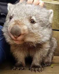 Wombat Love Cute Funny Animals Cute Animals Funny Animals