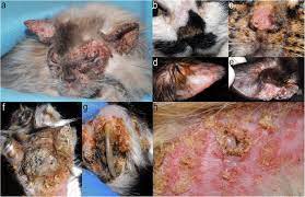 Feline Pemphigus Foliaceus Original Case Series And A Comprehensive Literature Review Bmc Veterinary Research Full Text