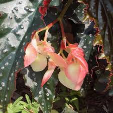 Columbia, mo listings and reviews. Fannie Moser Angel Wing Begonia Plant Free Shipping