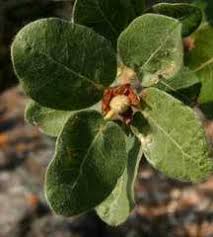 Image result for Coptosperma rhodesiacum