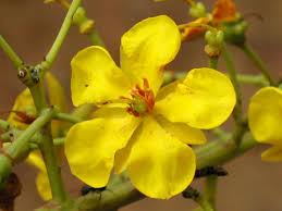 Image result for Ouratea