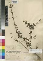 Image result for Tinnea galpinii