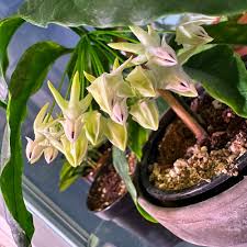 Image result for hoya multiflora