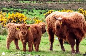 We did not find results for: Highland Cattle In Ireland Black Field Farm