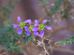 Image result for Fagonia isotricha