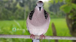Sekarang ini, burung derkuku menjadi burung peliharaan yang banyak digemari oleh berbagai burung derkuku memiliki suara yang cukup unik, yakni merdu dan selalu kugeruk. Burung Tekukur Suara Ciri Makanan Mitos Jenis Habitat Dan Perawatannya Portal Informasi Kicau Mania Indonesia Terpercaya