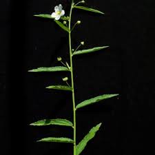 Image result for Kosteletzkya grantii