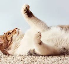 We had an elderly cat who has since past who had a few accidents, an in training new kittens this has been a godsend! How To Get Cat Pee Smell Out Of Your Carpet A Helpful Guide