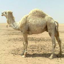 Other adaptations help dromedaries thrive in desert conditions. Camel Dna Could Unlock Key To Climate Change Adaptation News Nature Middle East