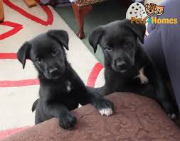 The american kennel club restricts acceptable colors to chocolate, black, and yellow. Border Collie Cross Labrador Puppies For Sale Bradford West Yorkshire Pets4homes