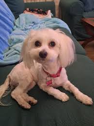 Tımar sonrası garip davranış : r/Maltese