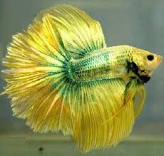 Green And Yellow Hm Dragon Betta Betta Fish Tank Fish Beta Fish