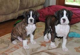 Maybe you would like to learn more about one of these? Excellent Boxer Puppies For Sale In Albuquerque New Mexico Classified Americanlisted Com