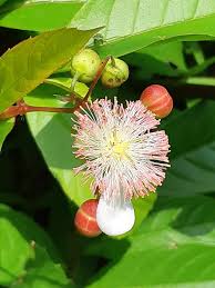 Image result for Tetracera