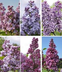 Save 80% buy grower direct. Lilac Trees For Sale Uk Syringa Vulgaris Common Lilac