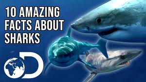 So, pose dangerous threat for humans. How Would Orca Attack And Kill A Great White Air Jaws The Hunted Shark Week 2018 Youtube