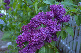 Water lilacs fully, but do not keep the soil wet. How To Grow Lilacs Its Easier Than You Think Flower Patch Farmhouse