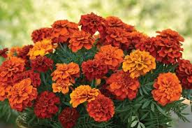 Image result for Tagetes patula