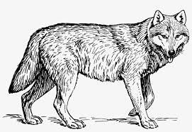 Click here to save the tutorial to pinterest! Drawing Wolves Black And White Wolf Animal Coloring Pages Free Transparent Png Download Pngkey
