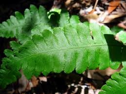 Image result for Diplazium humbertii