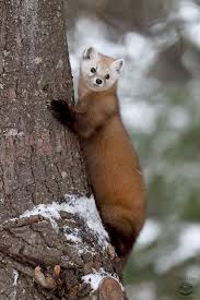 Ms Marten By C Megan Lorenz Curious Pine Marten In Algonquin Provincial Park Wild Animals Pictures Animals Beautiful Cute Animals