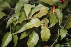 Image result for Halleria lucida