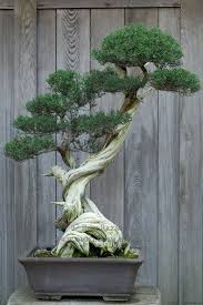 This Looks Like One Of The Bonsai From The Weyerhauser Bonsai Collection In Washington Love The Curved Trunk Bonsai Baum Bonsai Pflanzen Baumgarten