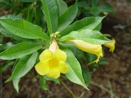 Image result for Allamanda schottii