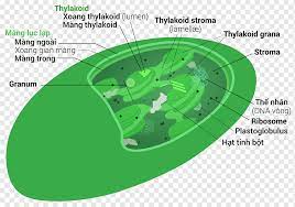 Check spelling or type a new query. Intermembrane Space Chloroplast Mitochondrion Stroma Vacuole Chep Angle Grass Cell Png Pngwing