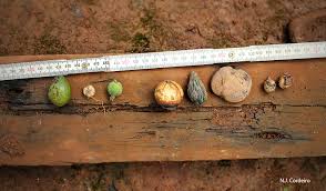 Image result for Rawsonia