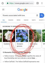 Choose these flowers if you want to show love, passion and a deep desire for someone. James D Amato Pa Twitter Playing Love And Justice And I Found The W I L D E S T Flower To Associate With My Love Themed Magical Girl
